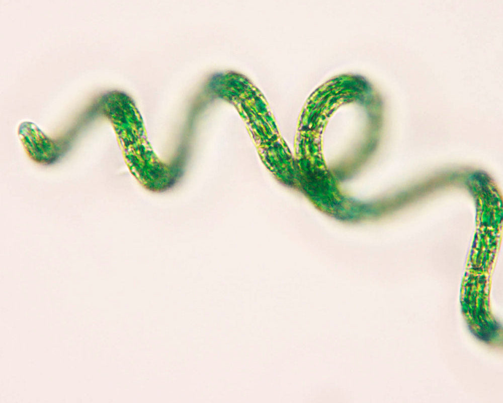 ¿Quieres una piel más bonita? Incluye la espirulina en tu neceser de básicos