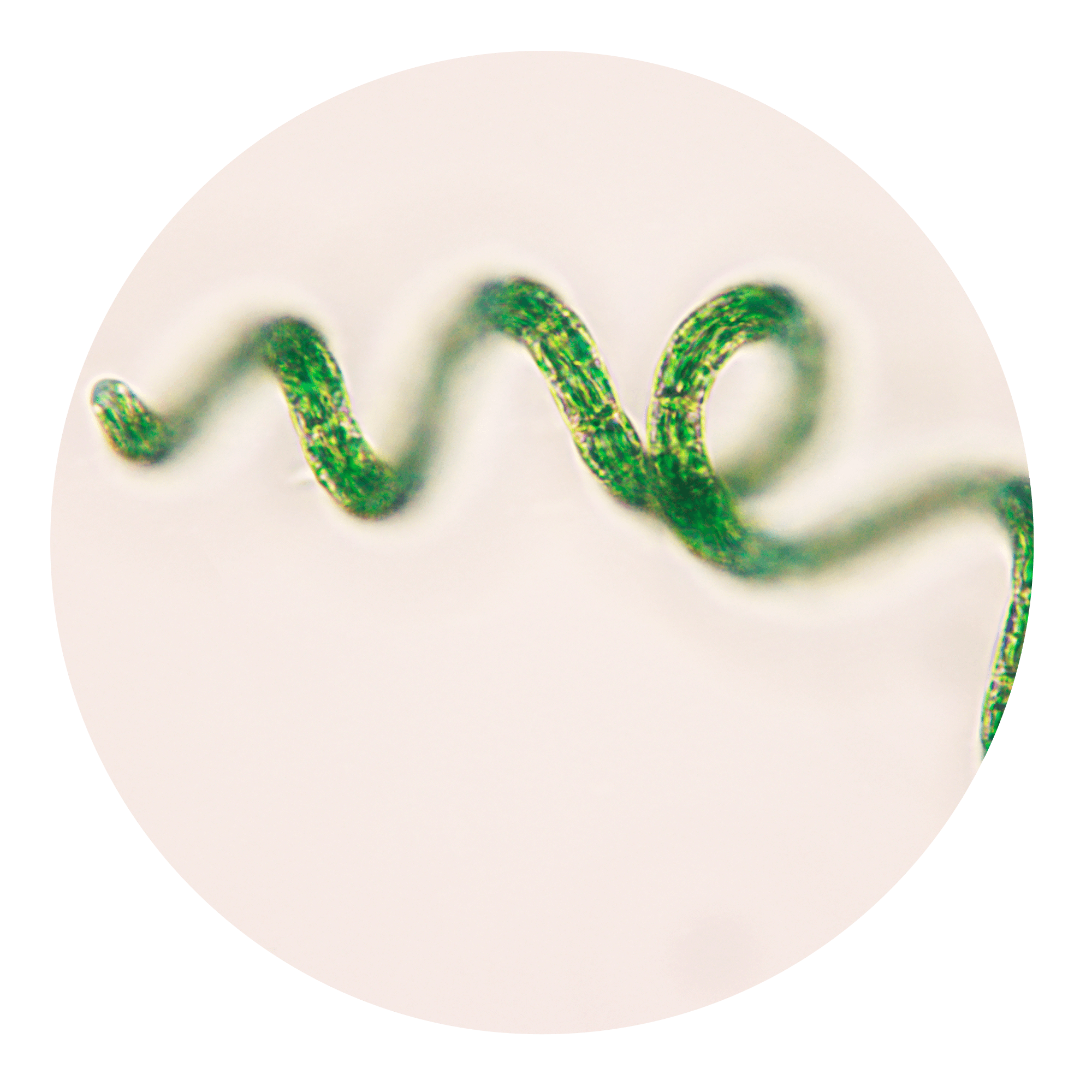 Extracto de alga Spirulina
