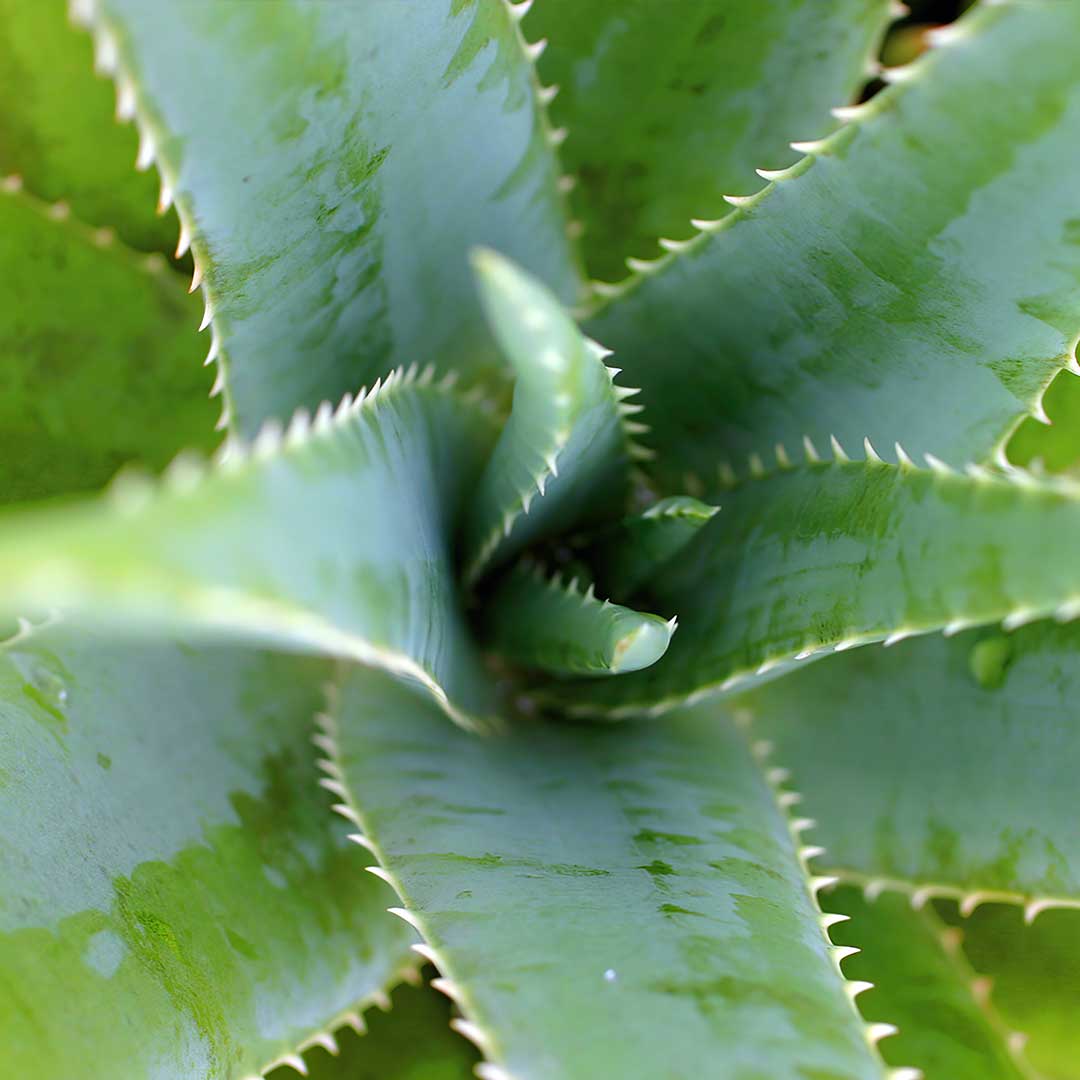 Aloe vera: así funciona en la rutina facial