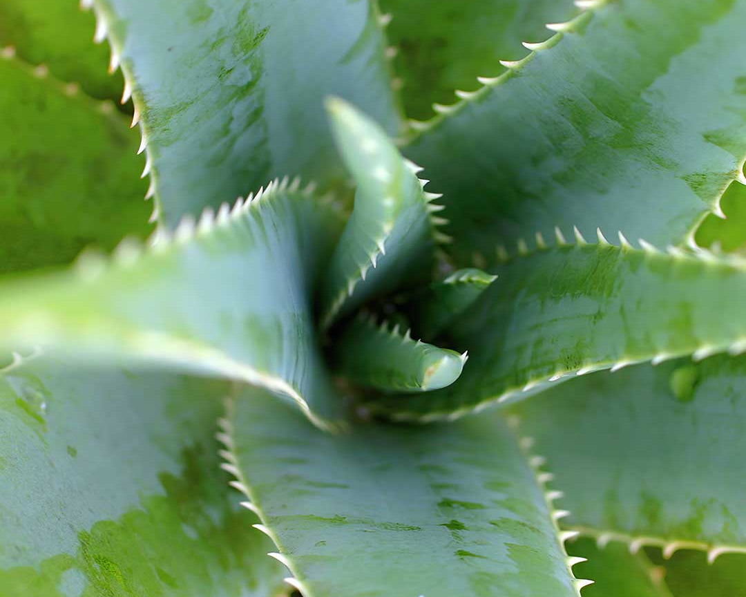 Aloe vera: así funciona en la rutina facial