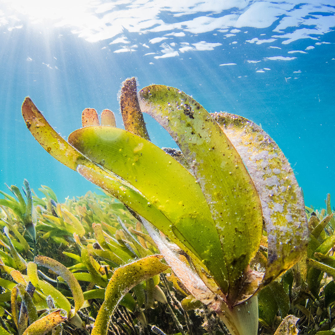 Chlorella para la piel: activo antiestrés y revitalizante