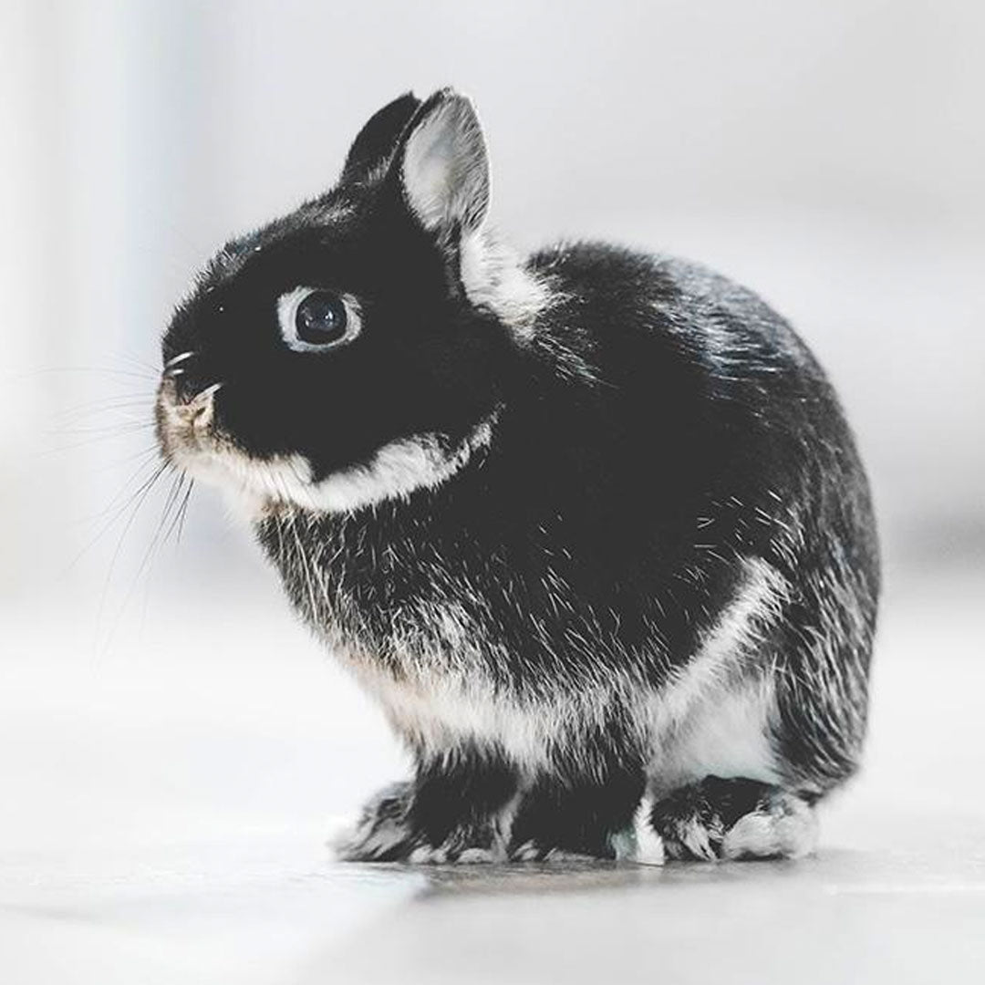 Cosmética cruelty free: ¿Las marcas de cosmética testan en animales?