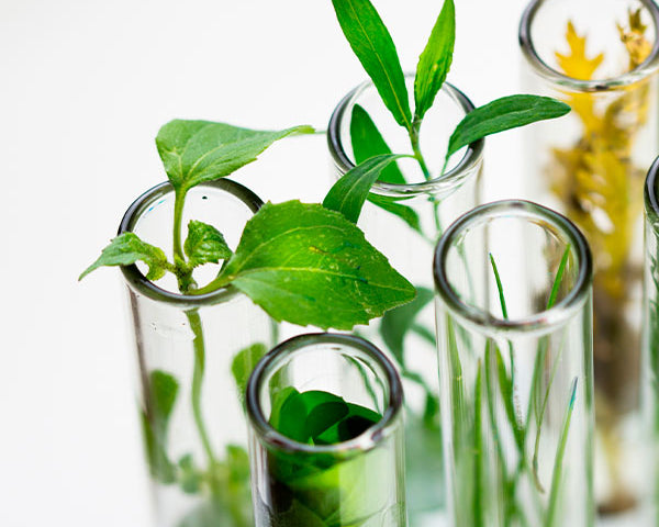 Cosmética sostenible: el futuro en tu piel