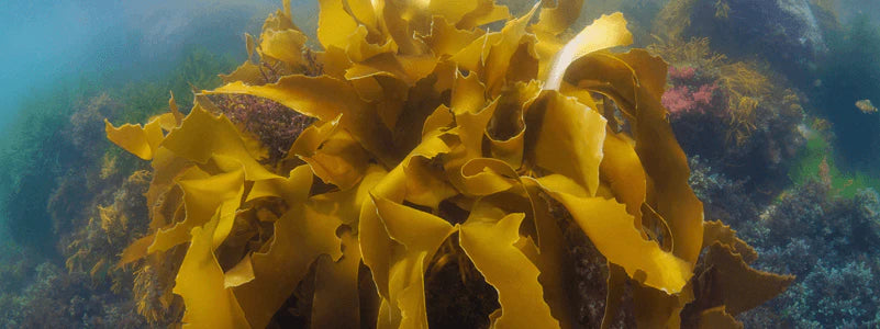 Laminaria ochroleuca
