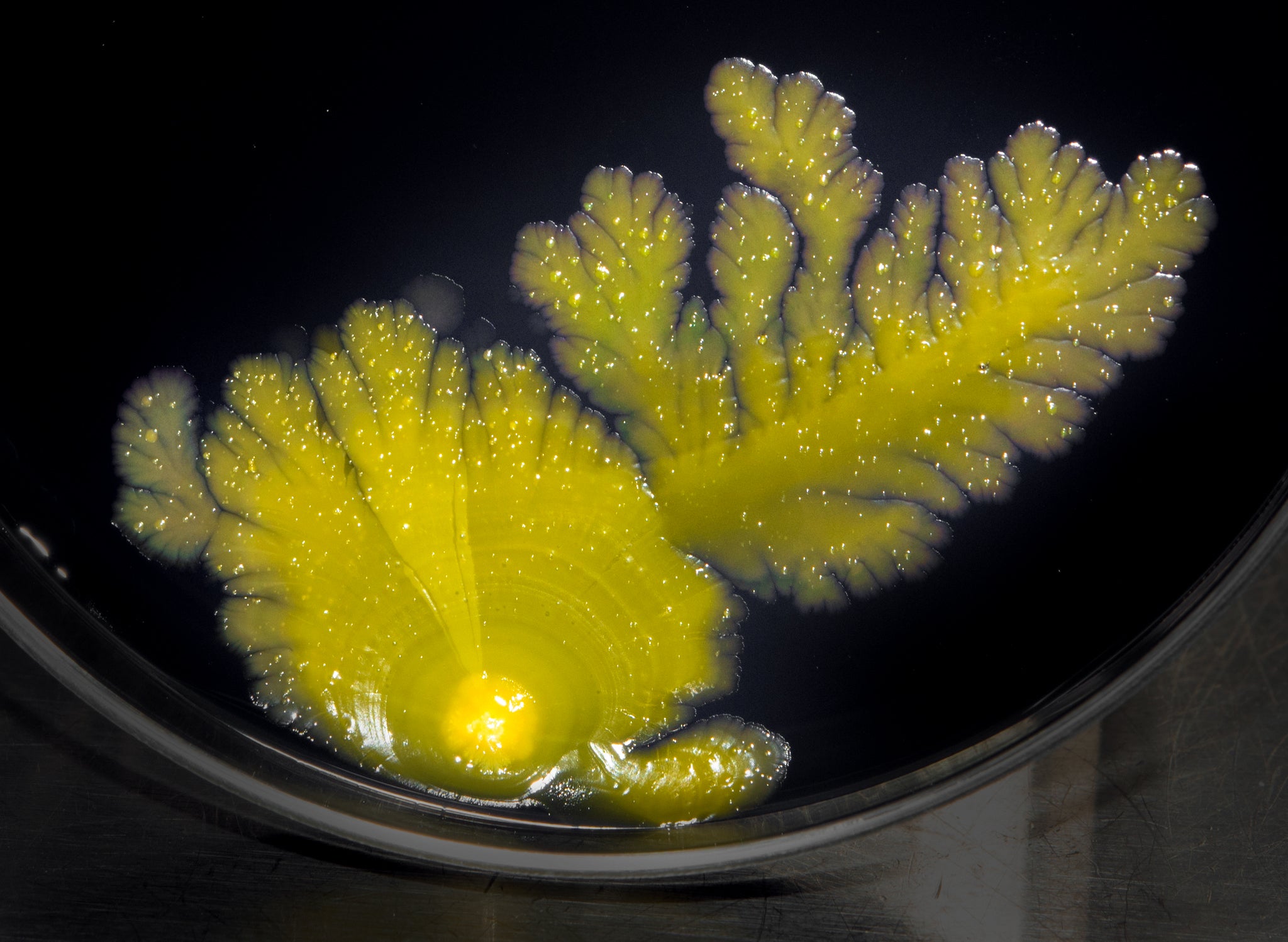 Sphingomonas Ferment Extract