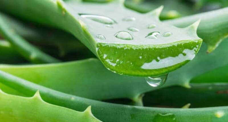 Aloe vera 