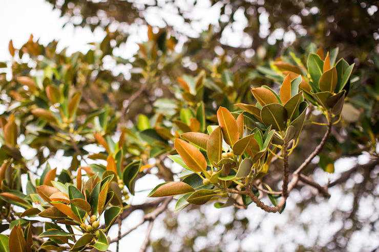 Células madre de argán