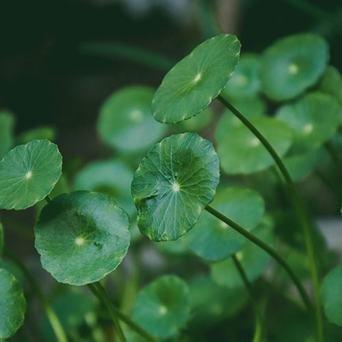 Extracto de centella asiática