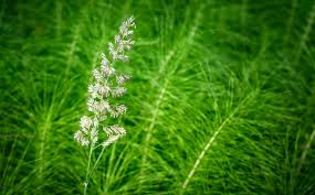 Extracto de cola de caballo