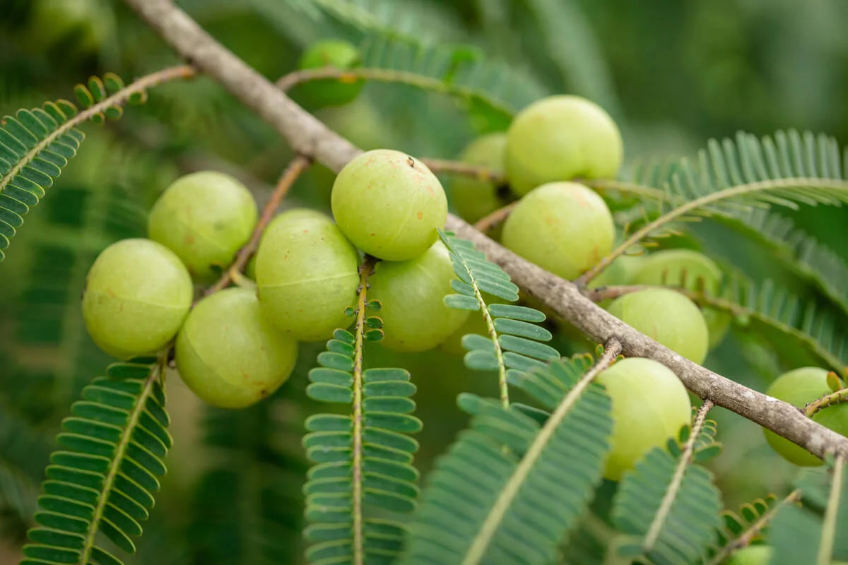Extracto del fruto de Amla  
