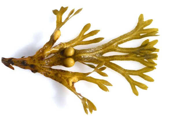 Extracto de Fucus vesiculosus