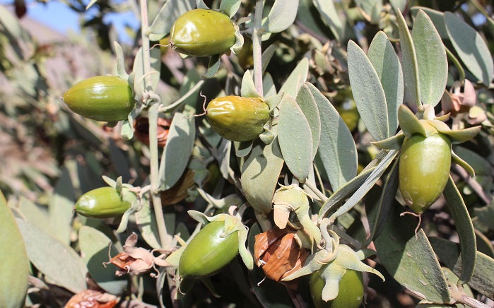 Aceite de jojoba