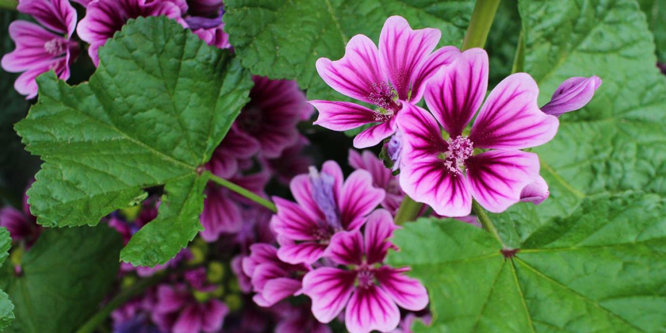 Extracto de malva: (Malva sylvestris flower extract)