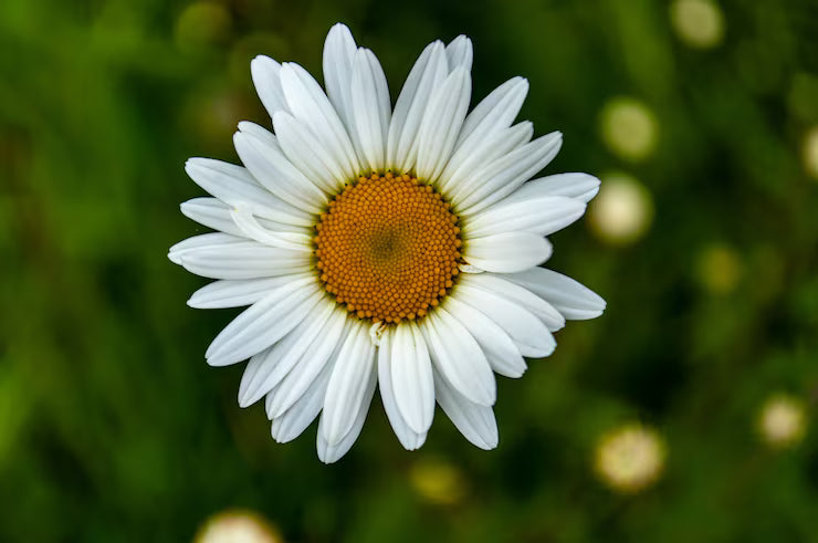 Extracto de margarita (Bellis perennis extract)