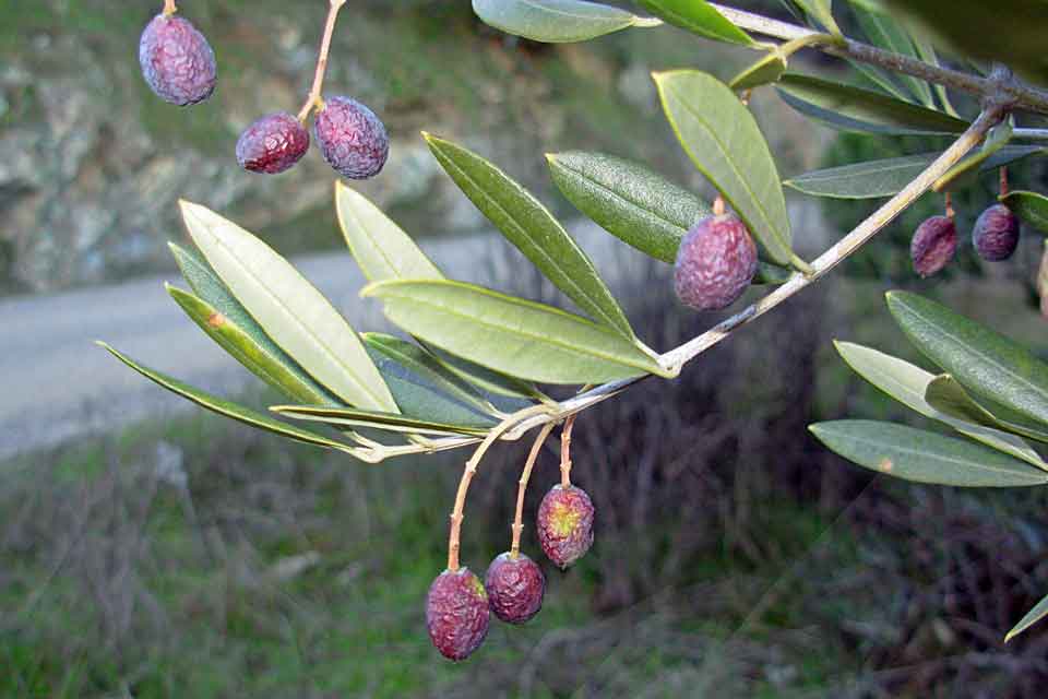 Aceite celular encapsulado de células madre de olivo silvestre 