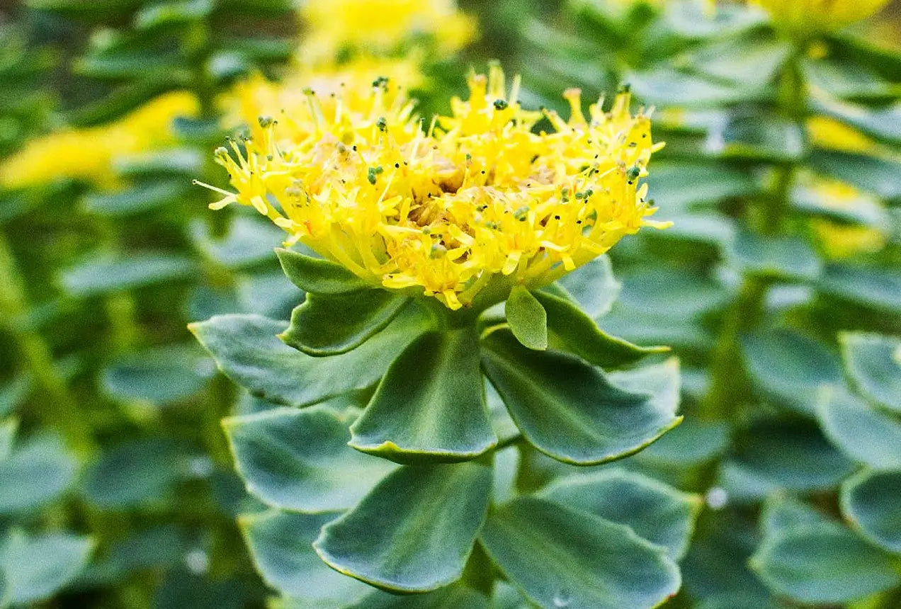 Rhodiola rosea