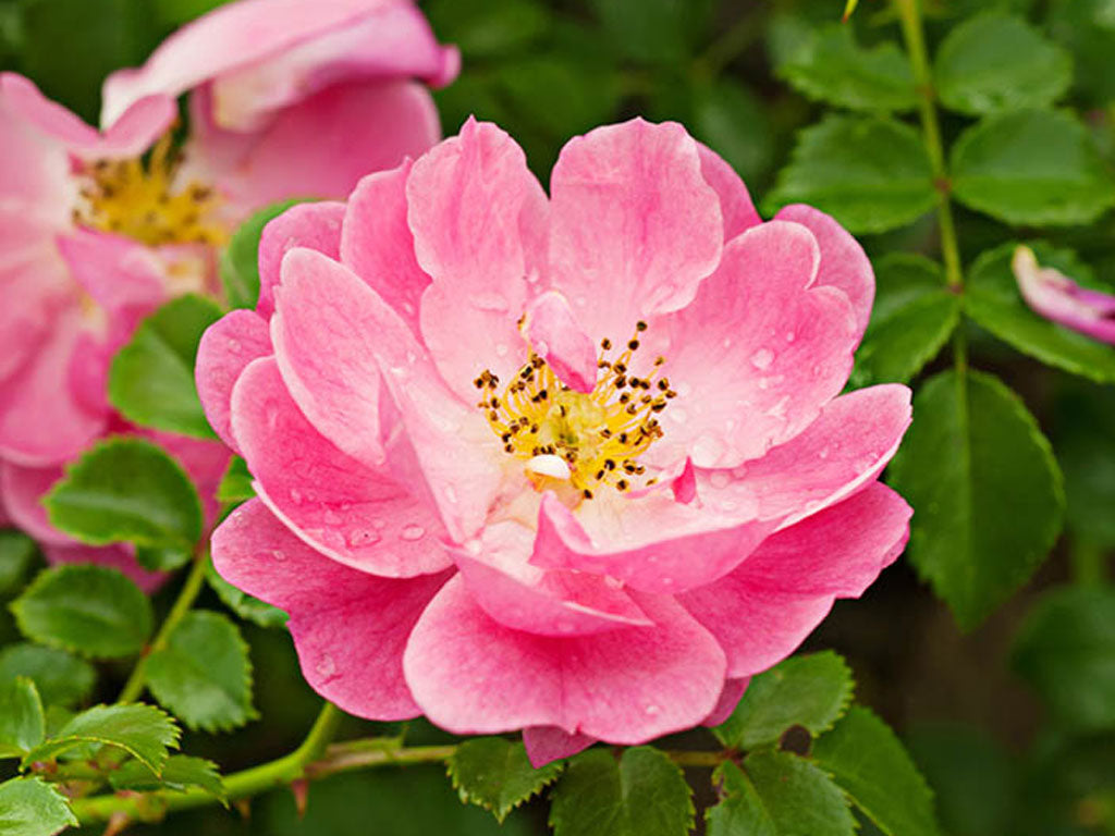 Aceite de rosa mosqueta