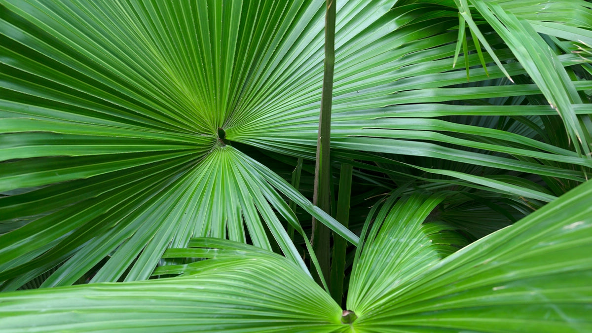 Extracto de Serenoa repens