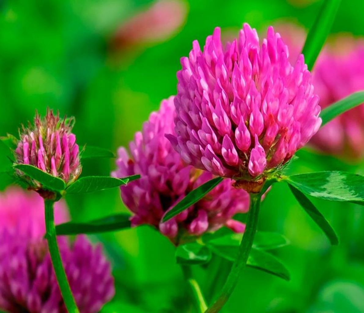 Exosomas biomiméticos con trébol rojo y péptido AT3P 